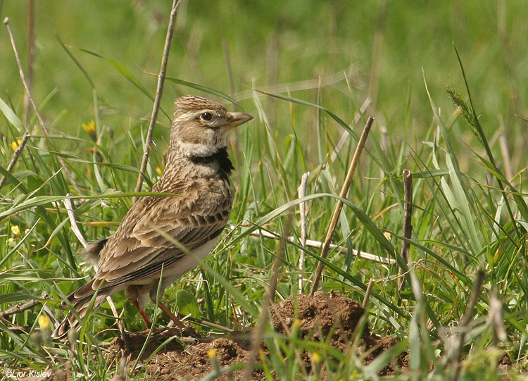   Calandra Lark Melanocorypha calandra                                 , , 2010.: 